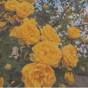 Meet your Posher, Tiffaney